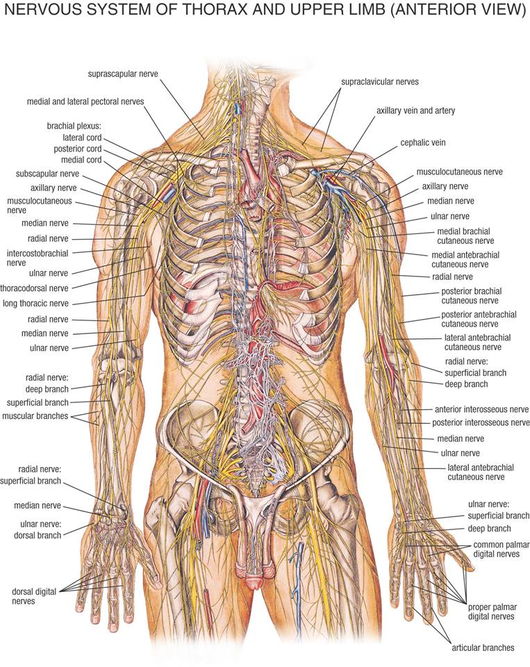 nervy tela