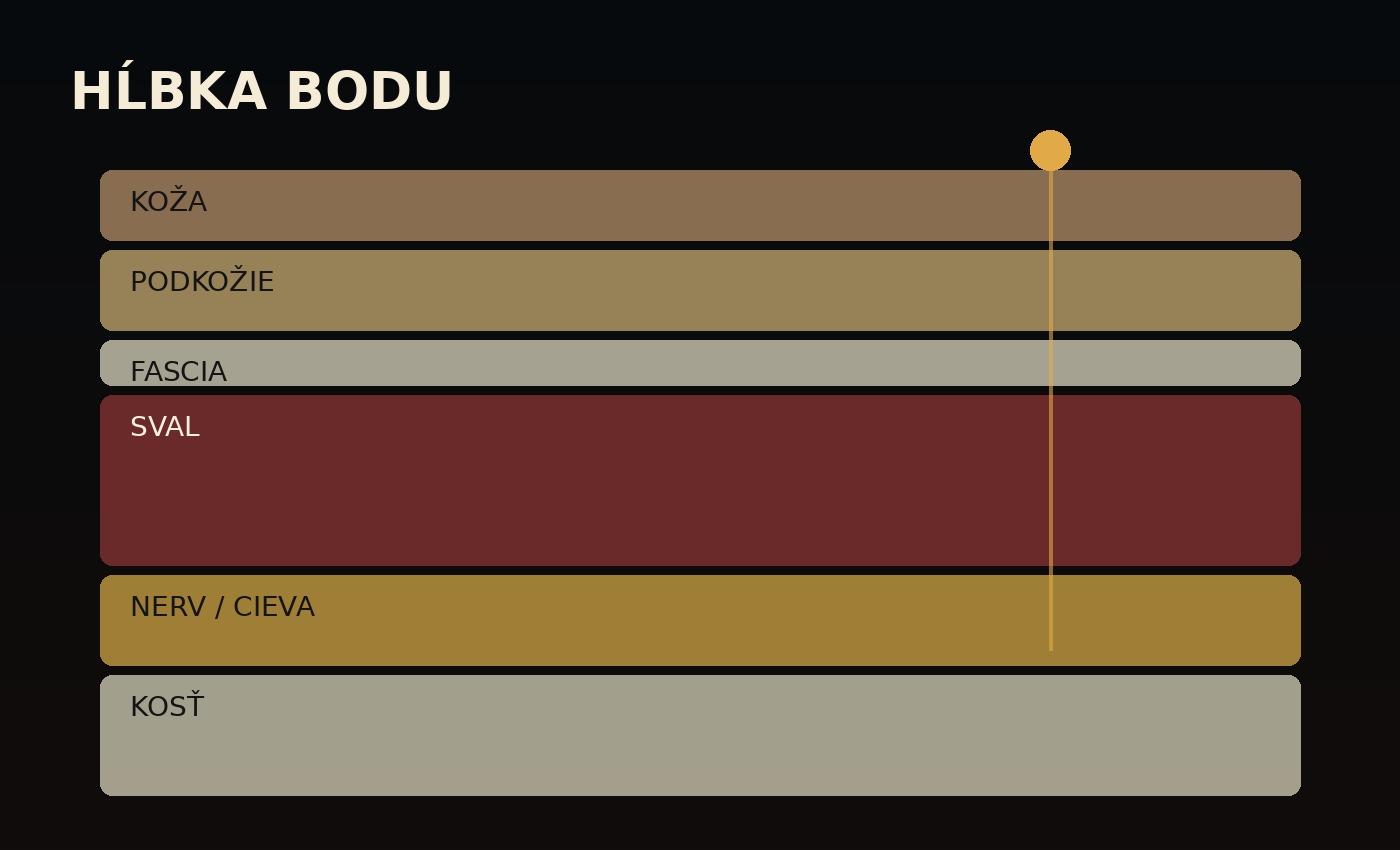 Vrstvy pod povrchom tradičného bodu – koža, podkožie, fascia, sval, nervy, cievy a kosť