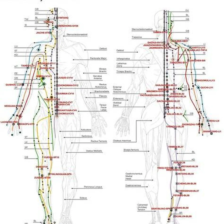 Vizuálna mapa tradičnej siete dráh – pomôcka na pochopenie, že Jing Luo je vrstvený systém, nie jedna anatomická čiara.