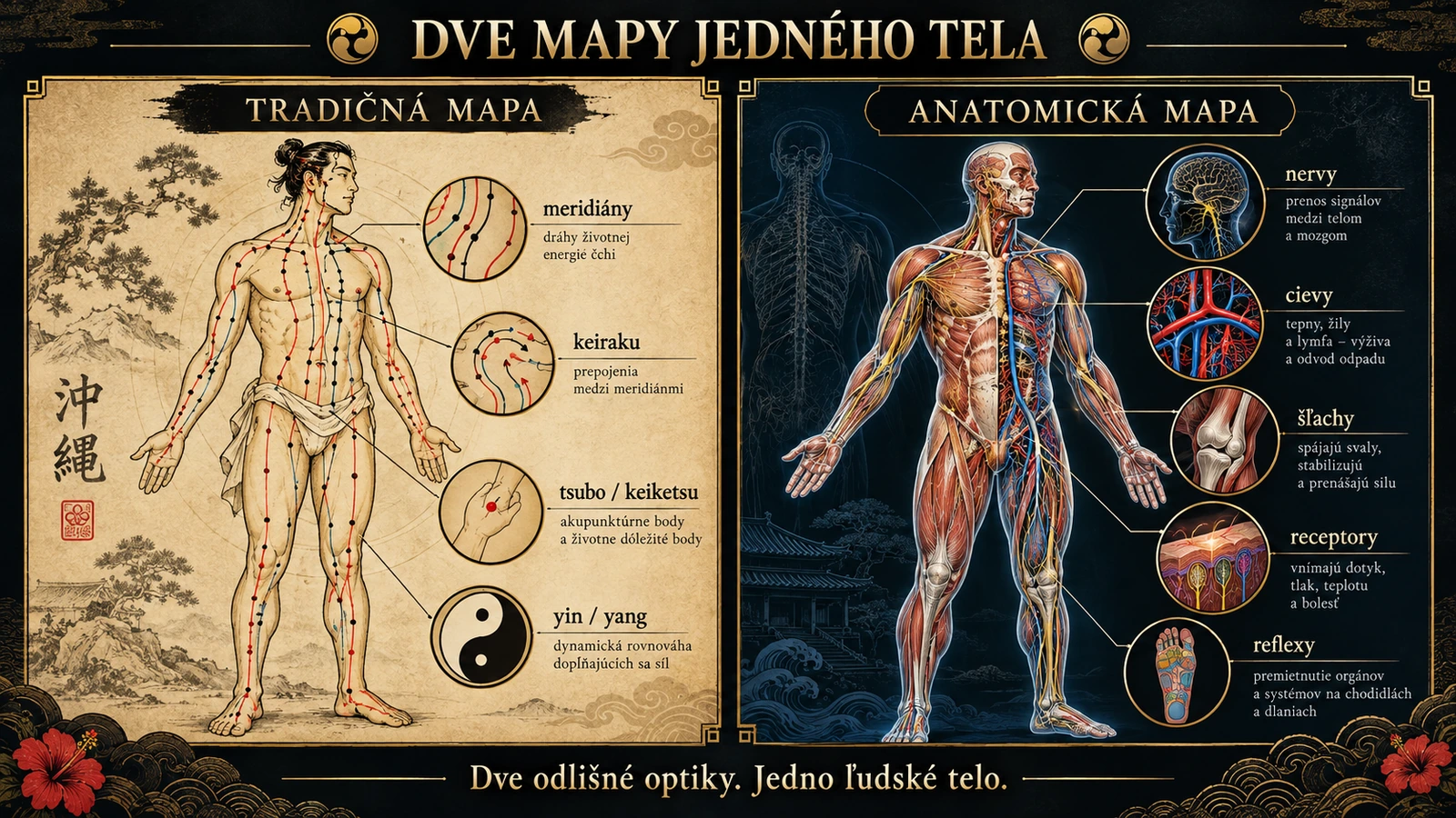 Kyusho – tradičný model meridiánov a moderný anatomický model